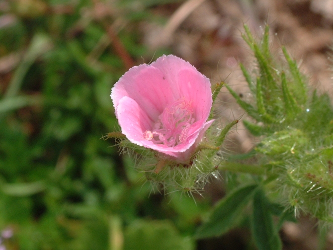 Althaea hirsuta / Altea ispida